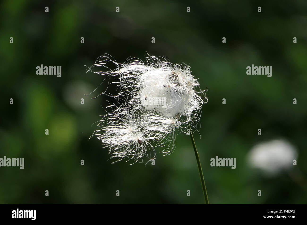 Cotton Grass Eriophorum Vaginatum In Black Moor, Rhoen Stock Photo