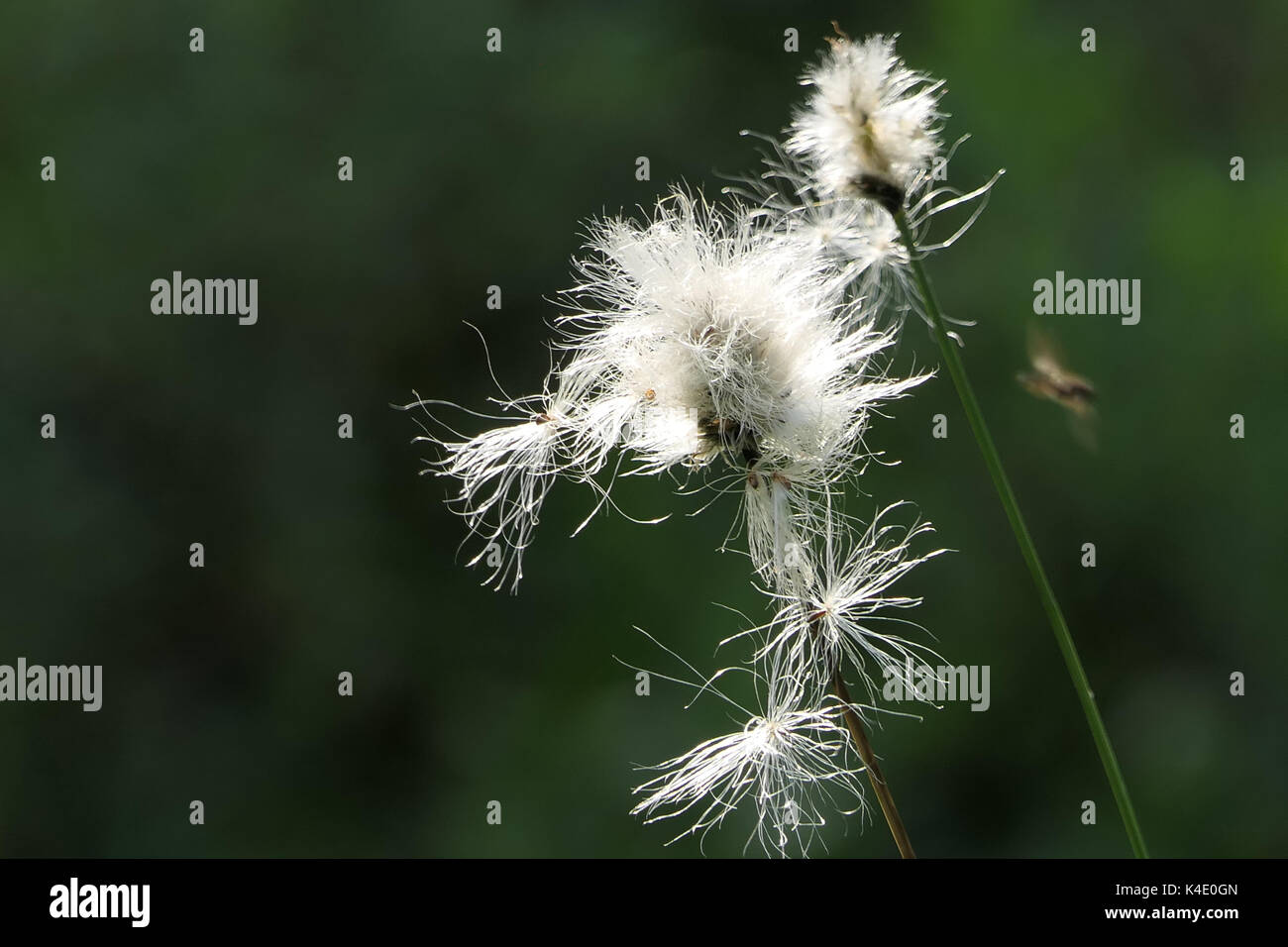 Cotton Grass Eriophorum Vaginatum In Black Moor, Rhoen Stock Photo