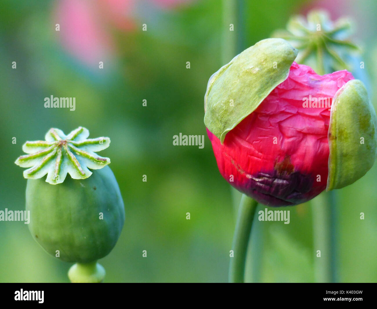 Poppy Capsules Of Withered Poppy, Opium Poppy, Ornamental Version, And Flourishing Poppy Flower Stock Photo