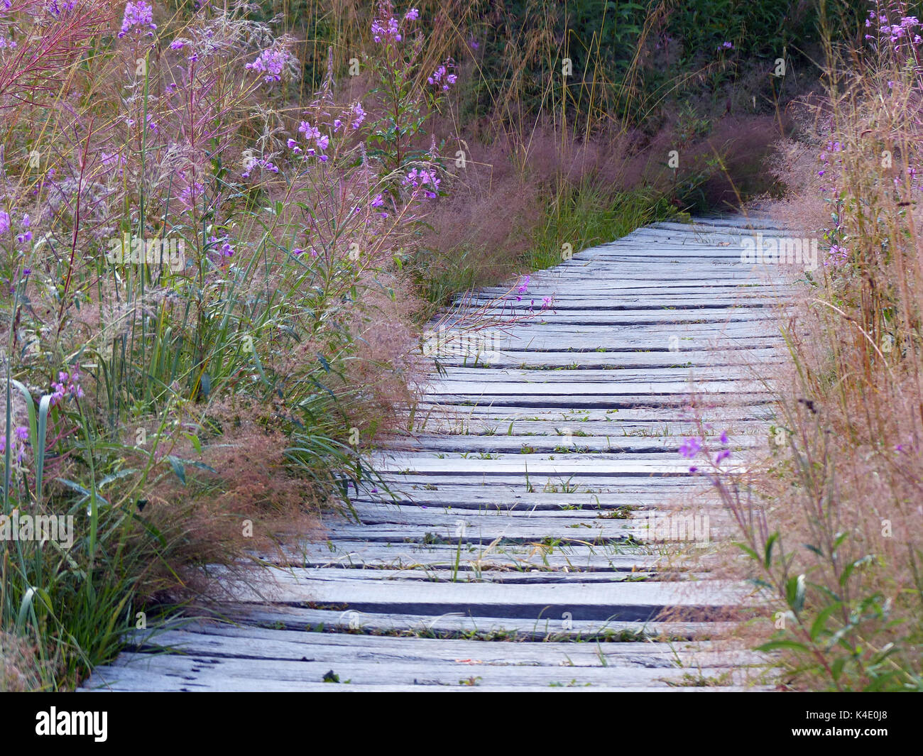 Safe Way Through The Moor, Lined With Fireweed, Log Paved Path In The Black Moor, Rhoen Stock Photo