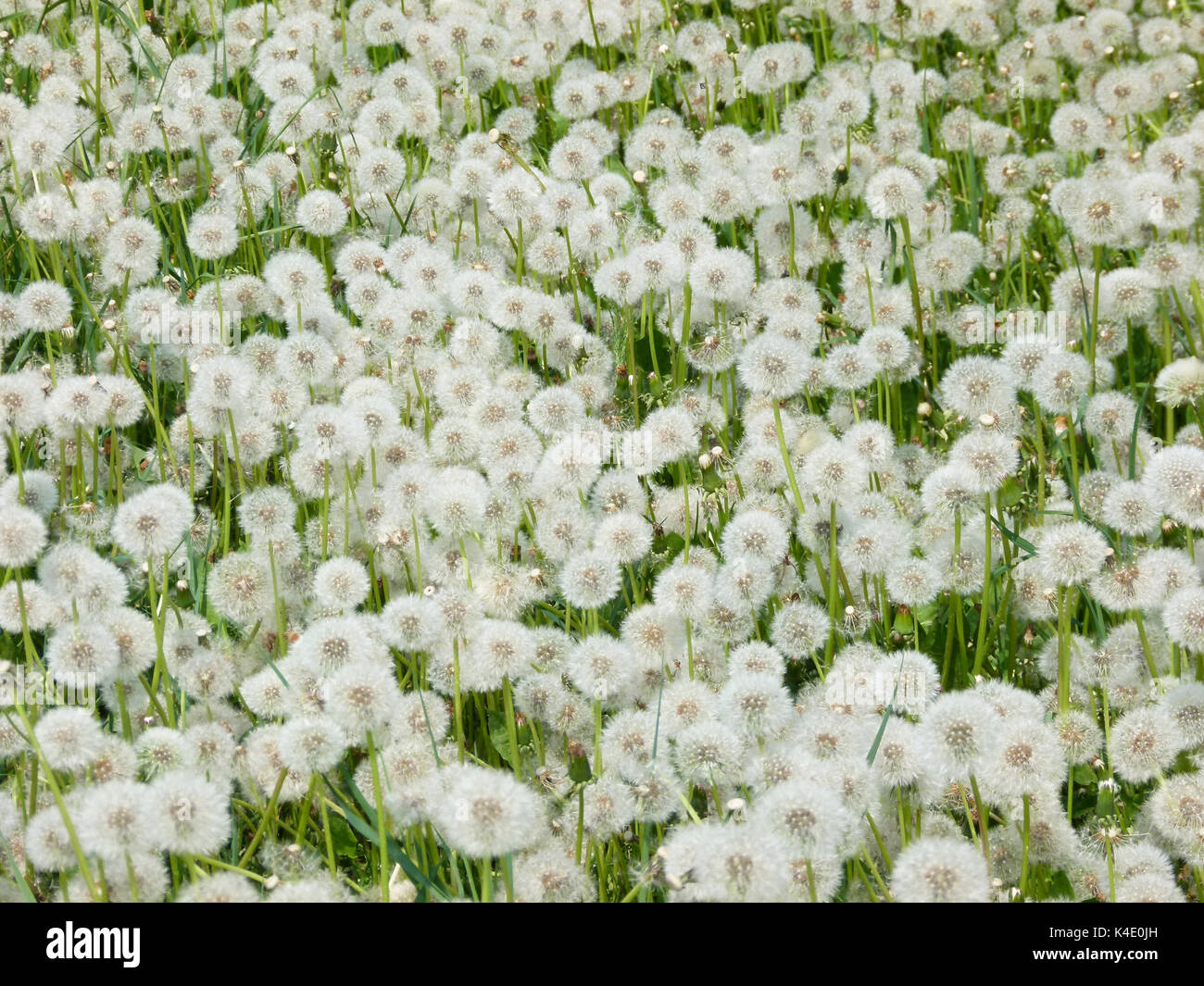 Blowball Meadow Stock Photo