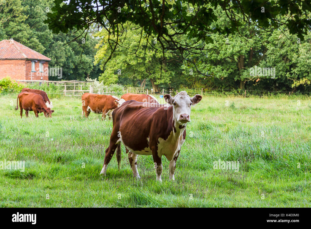 A field of brown and white cattle graze on the grass just outside of the small town of Watton in Norfolk, seen in the summer of 2017. Stock Photo