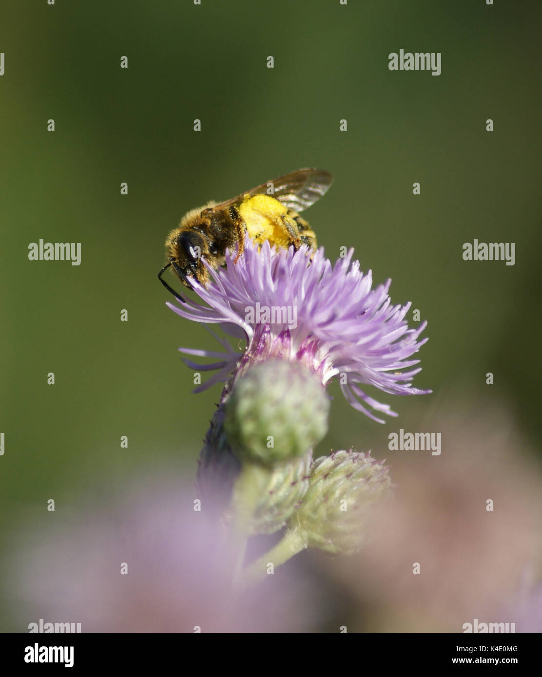 Bee full pollen sitting hi-res stock photography and images - Alamy