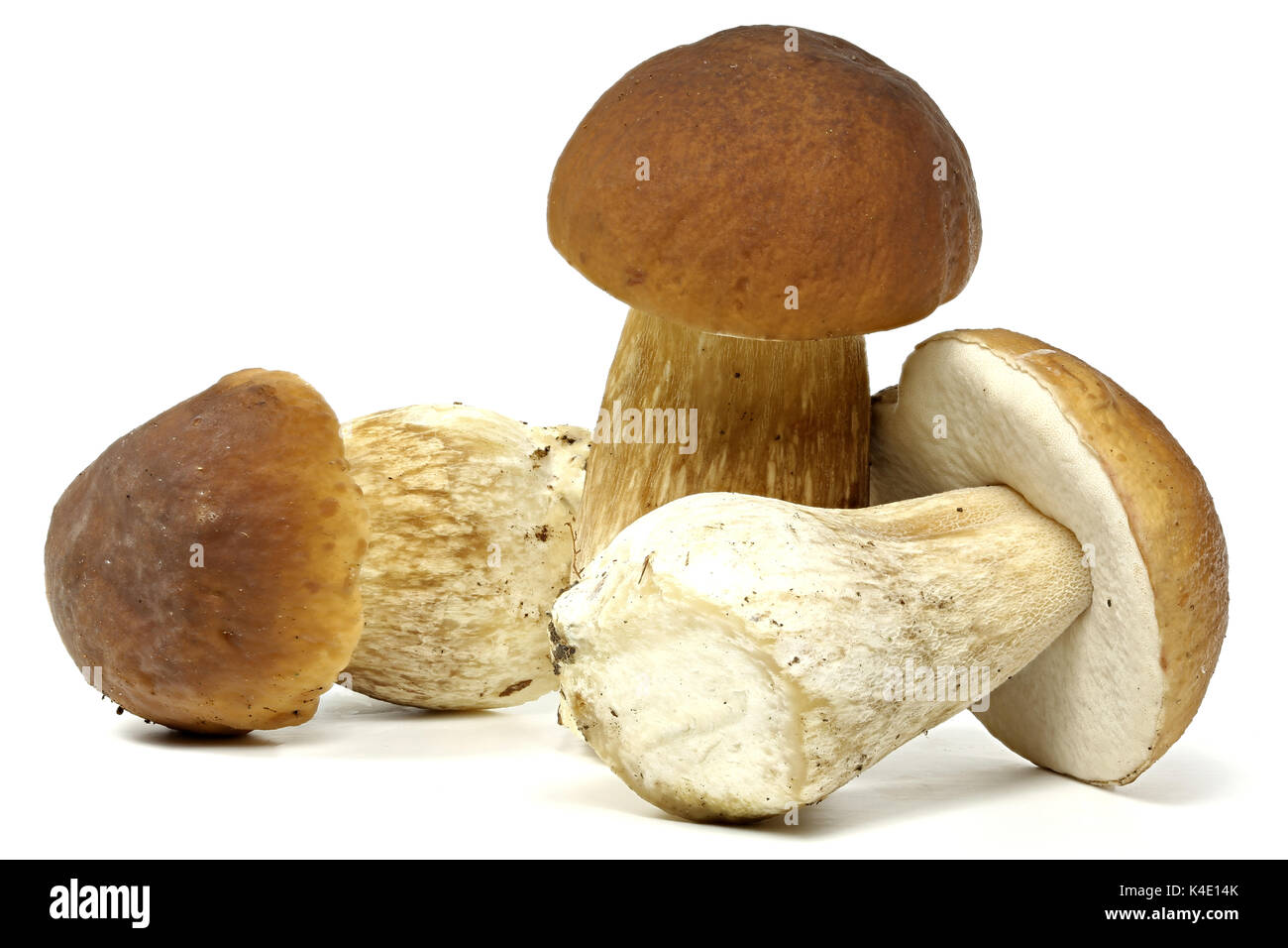 porcini mushrooms fresh from the forest isolated on white background