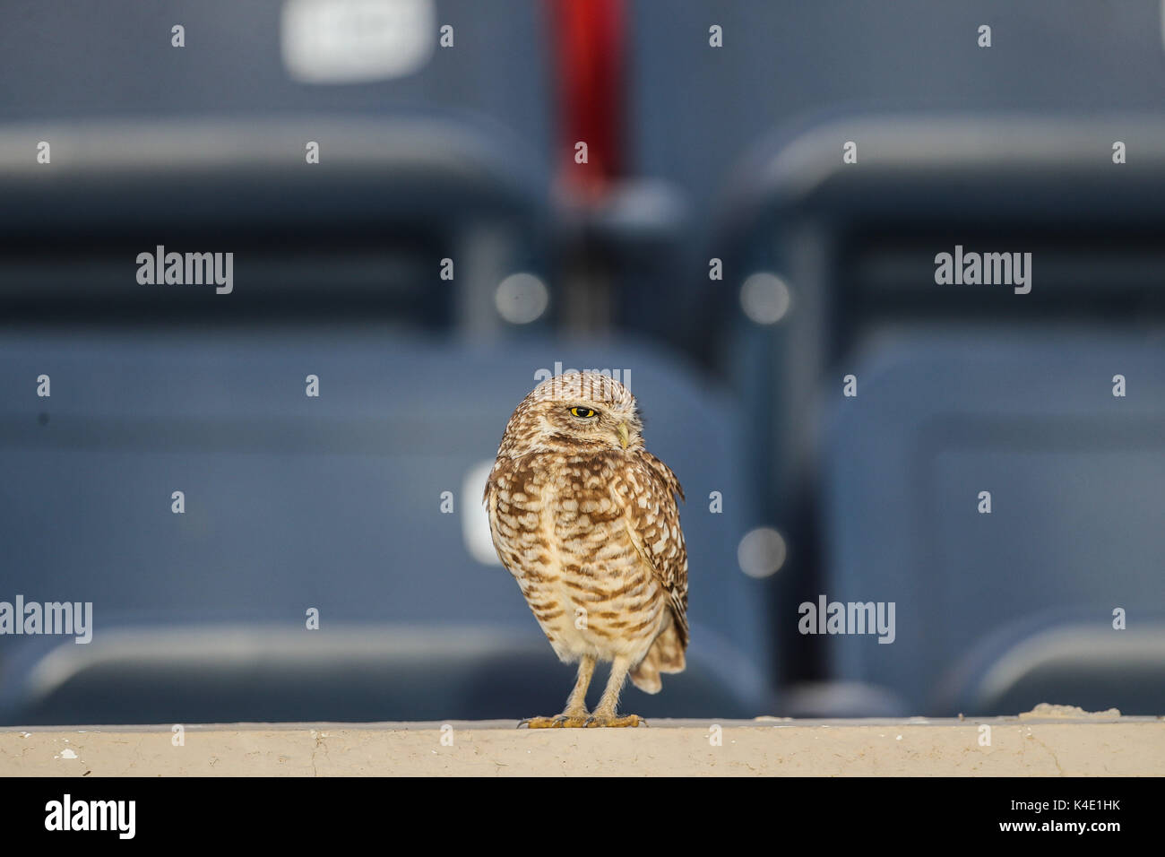 an owl who lives in the stadium Hereo de Nacozari appears on the court during the parties of the maroons of the Mexican soccer league. Hermosillo Stock Photo