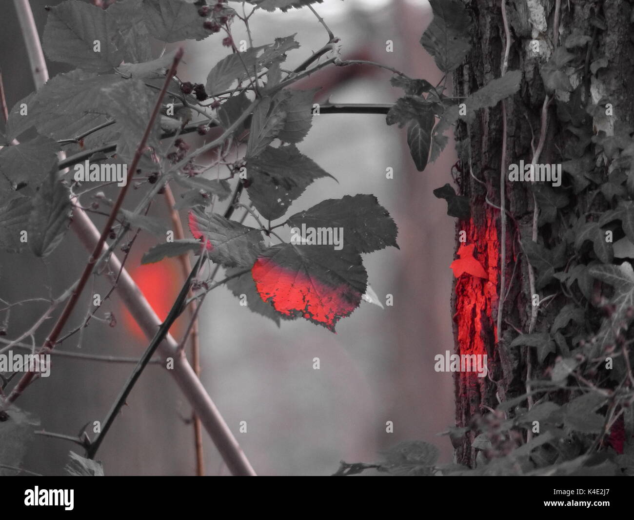 Marked Tree For Precipitation Stock Photo Alamy