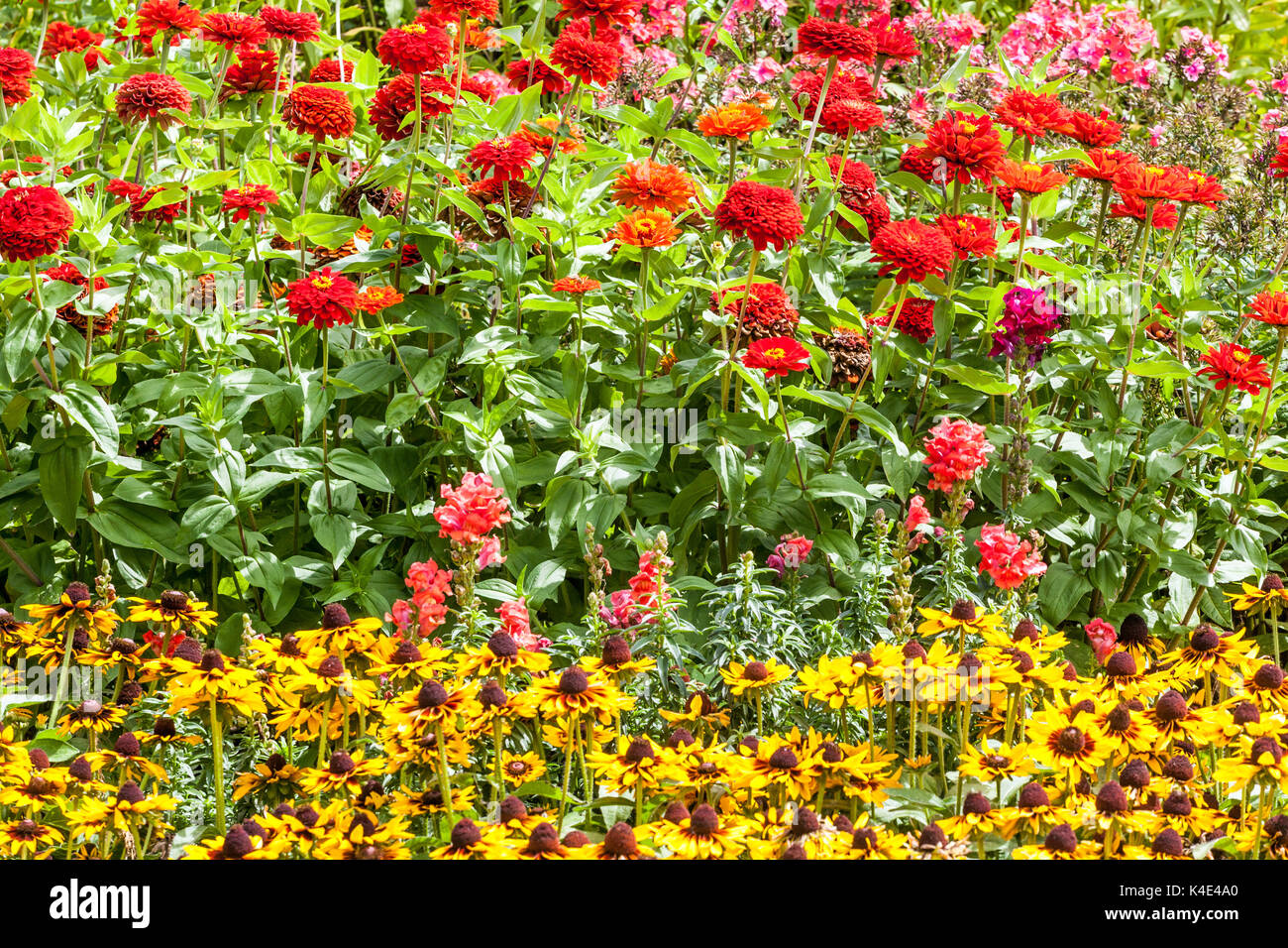 Rudbeckia hirta Sonora and  Red Zinnia elegans, summer flowerbeds Stock Photo