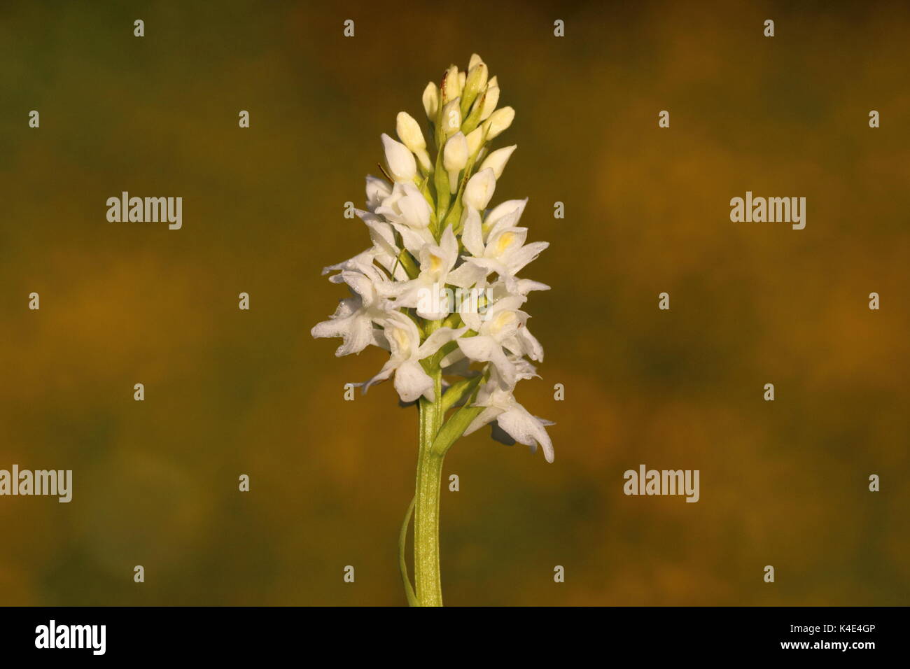 White Common Spotted Orchid Stock Photo