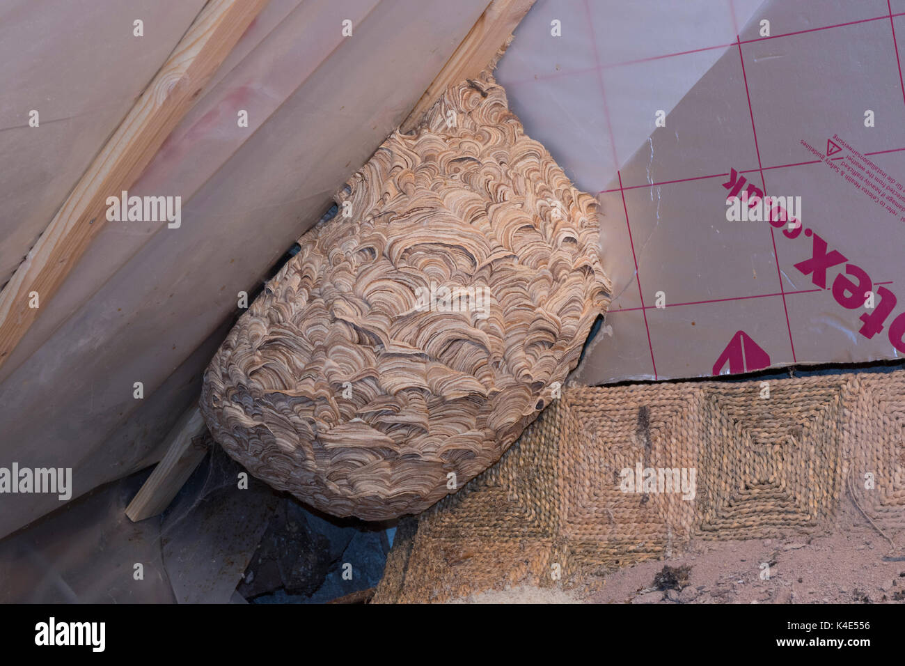 Abandoned nest of Common Wasps, Vespula vulgaris, in attic. Worcestershire, UK. Stock Photo