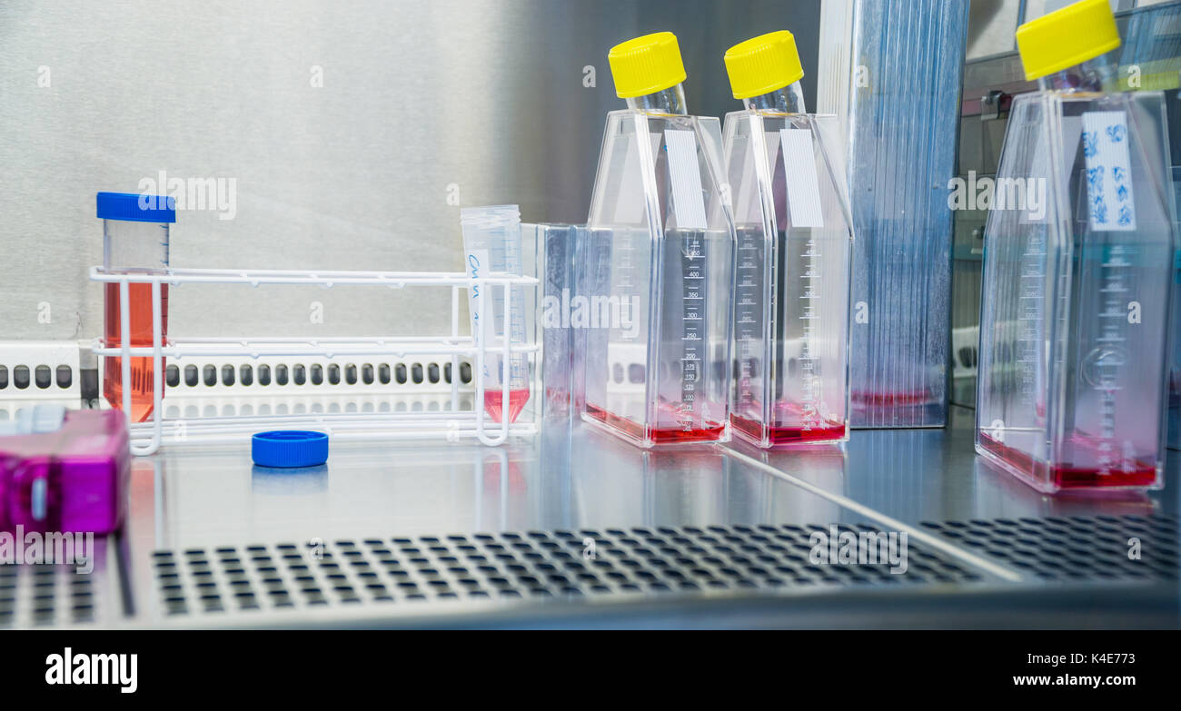 Laboratory work at the steril bank with cell culture flasks and tubes