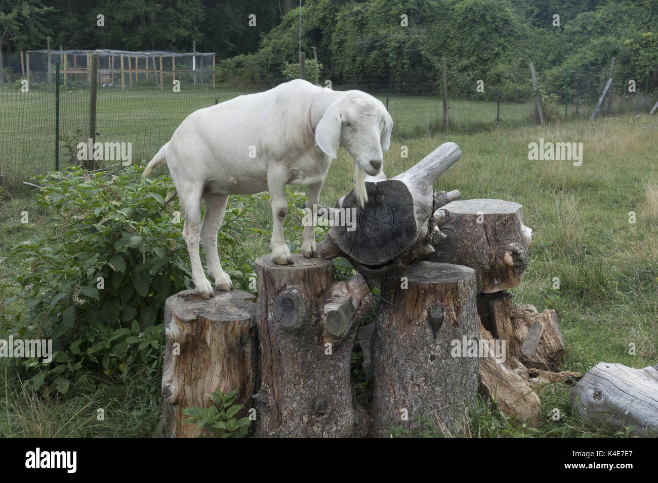 Goat hanging out on some old tree stumps. Field, Southfield, Michigan