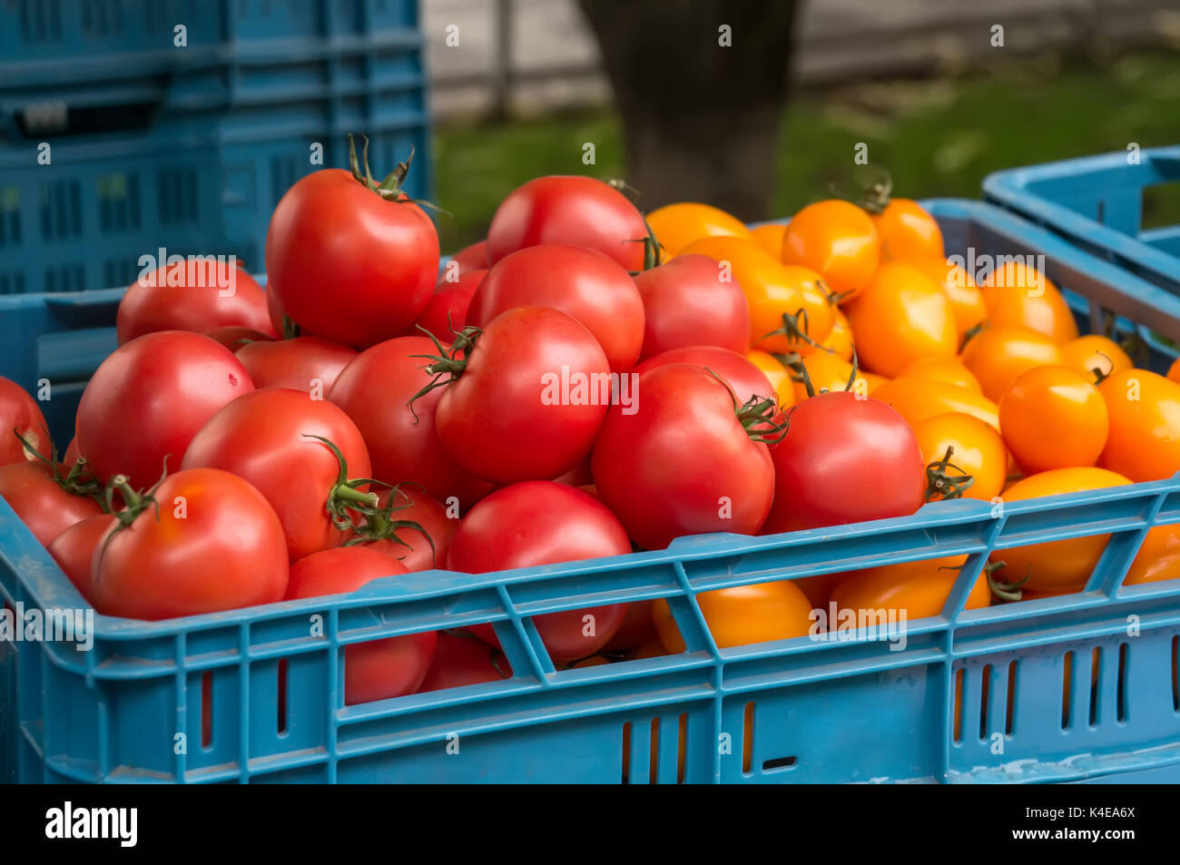 Red ripe tomatoes sell at the farmers market in autumn day in the blue ...