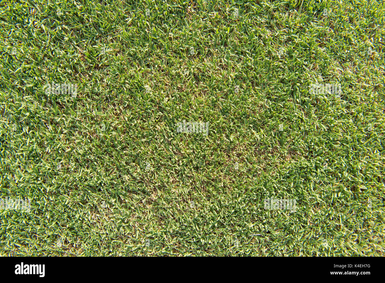 Smooth green grass soccer or golf field background. Stock Photo
