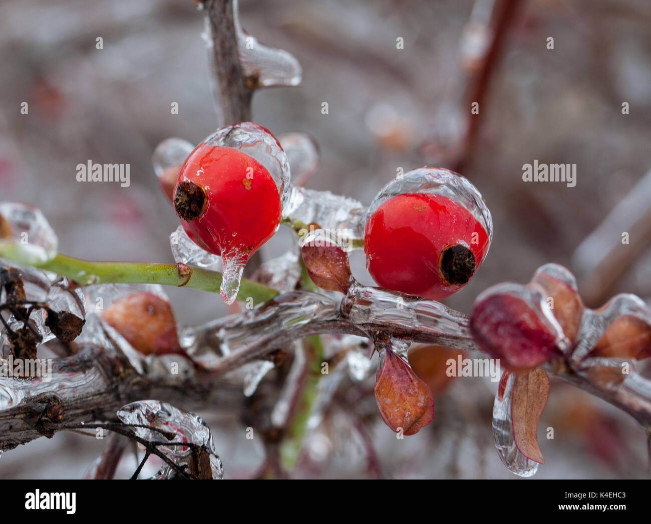 The first kiss of winter - red berries on dark background. Freezing rain,  natural disasters Stock Photo - Alamy