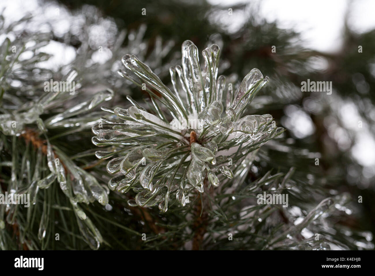 Green ice needles on the Himalayan pine trees. Freezing rain, natural