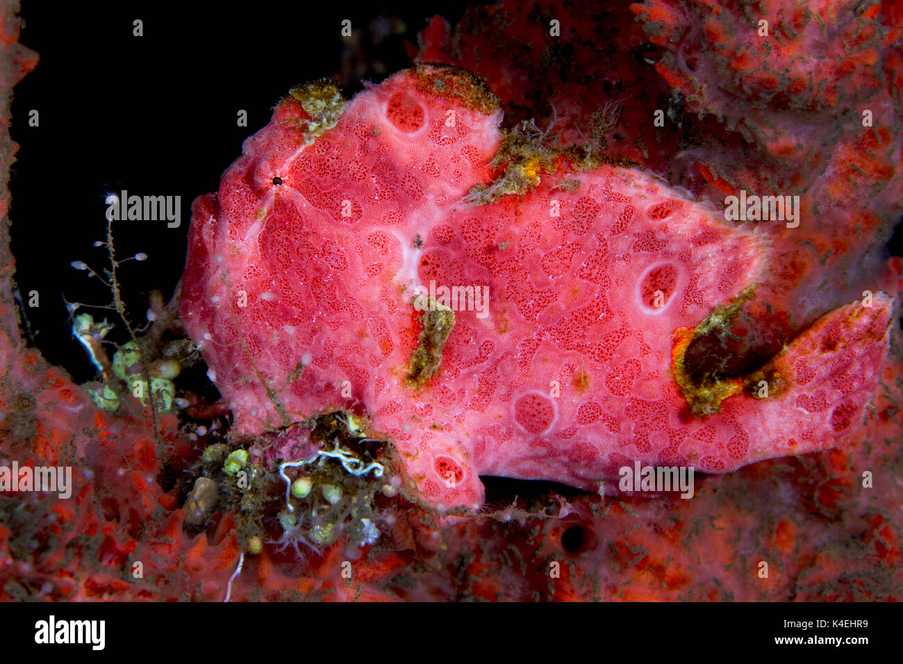Painted Frogfish blending in on pink coral Stock Photo