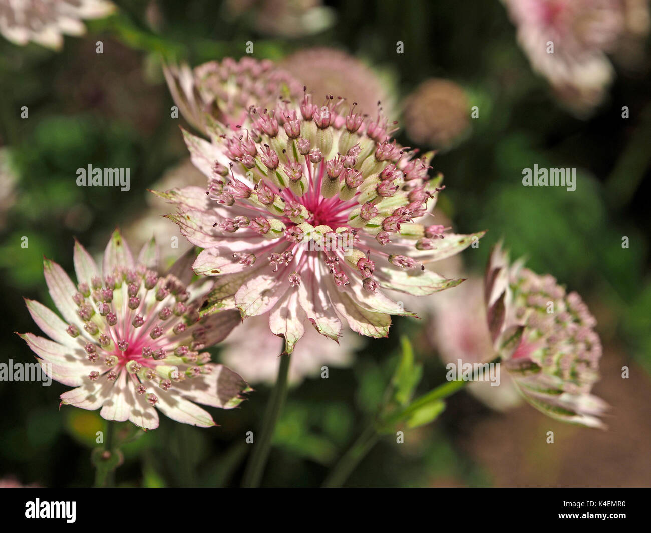 decorative pink and white flowers of Astrantia or Hattie's pincushion or Masterwort in Cumbria, England, UK Stock Photo