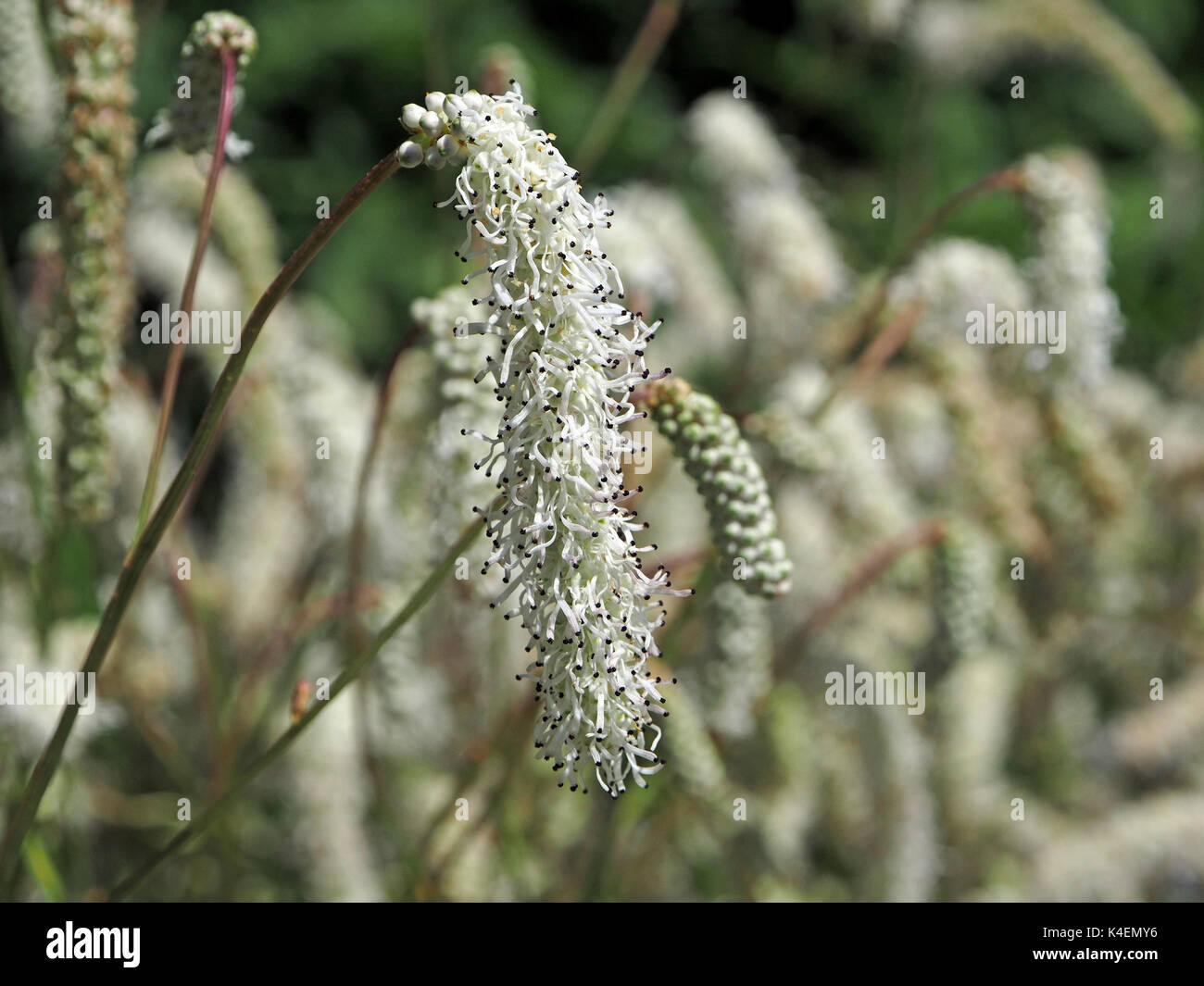nodding silky tassels of tiny white flowers on garden border plants
