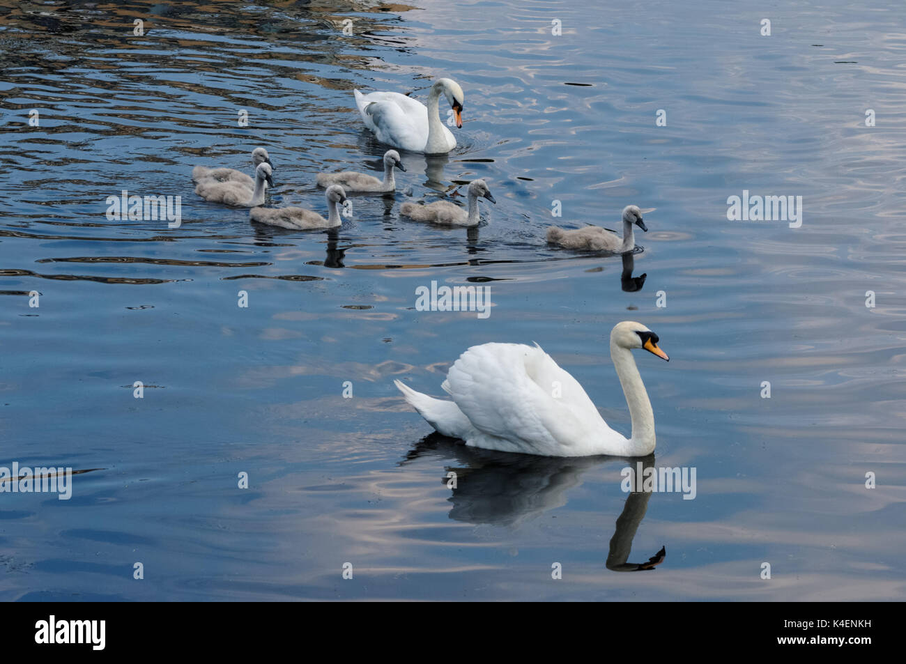 Mute swans and six cygnets swimming on a lake Stock Photo