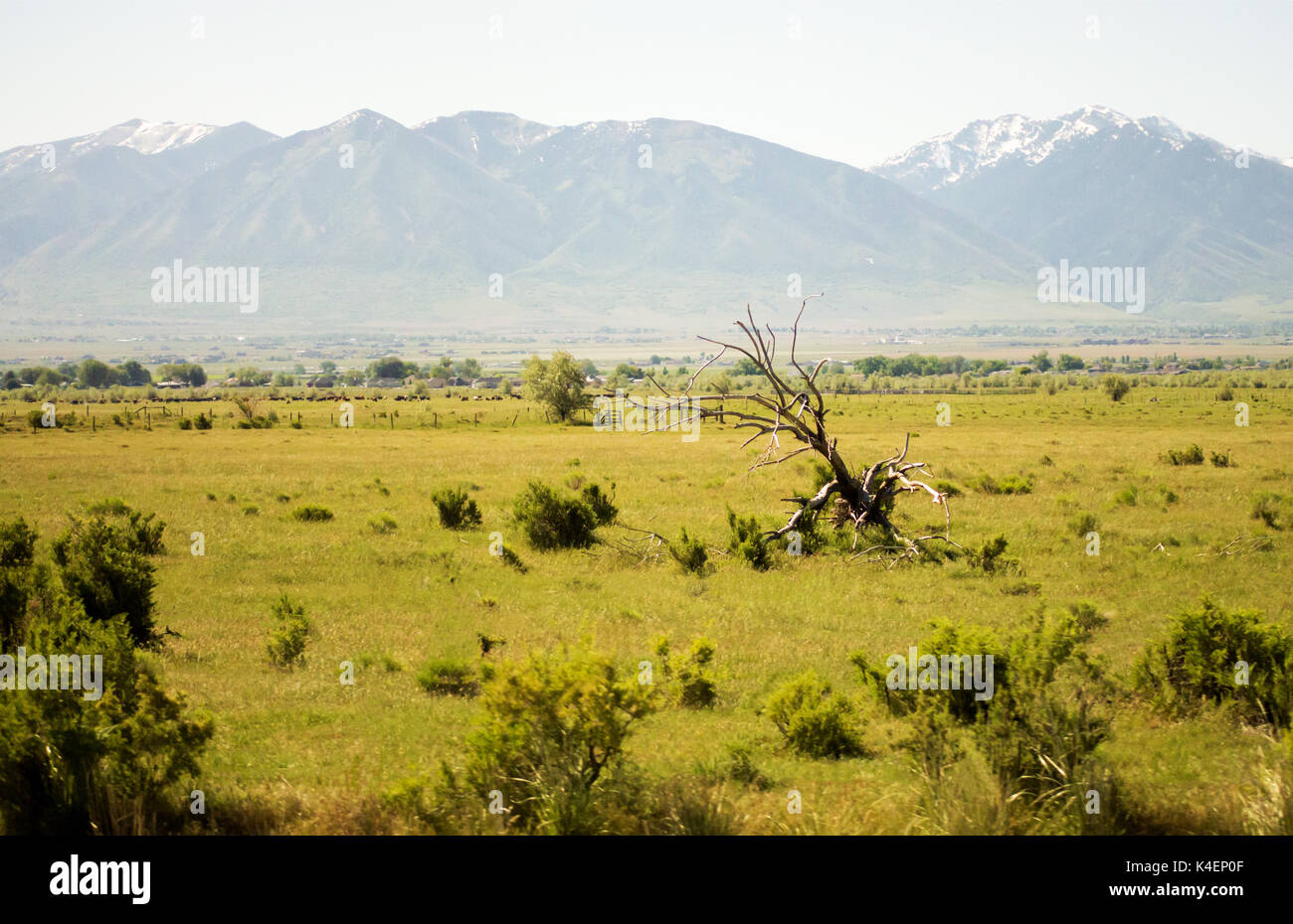 A dead tree in the middle of a field with mountains behind it. Stock Photo