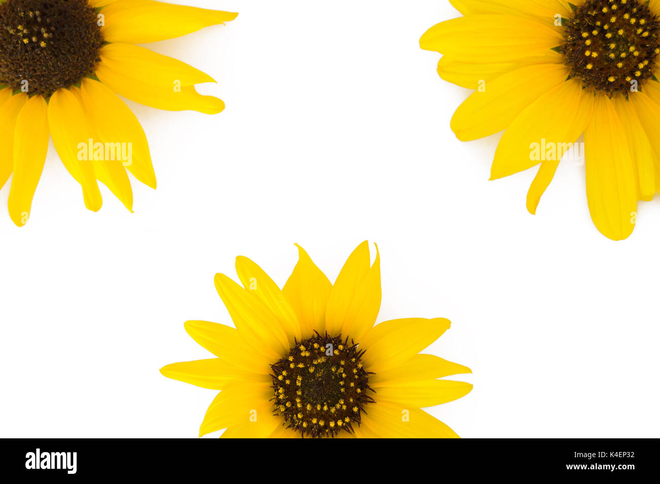 Three sunflowers coming from three different corners on a white background. Stock Photo