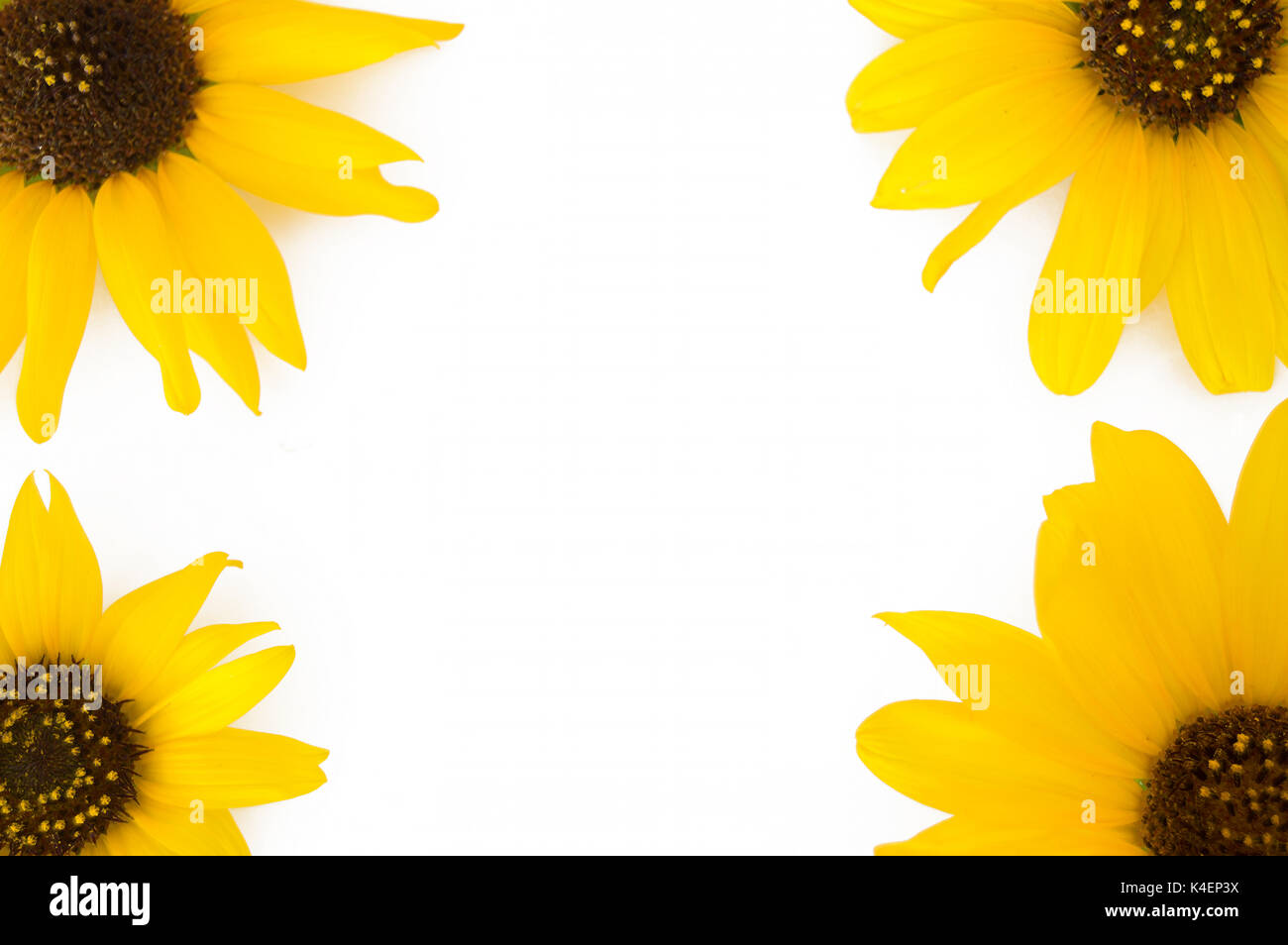 Four sunflowers heads coming from four corners on a white background. Stock Photo
