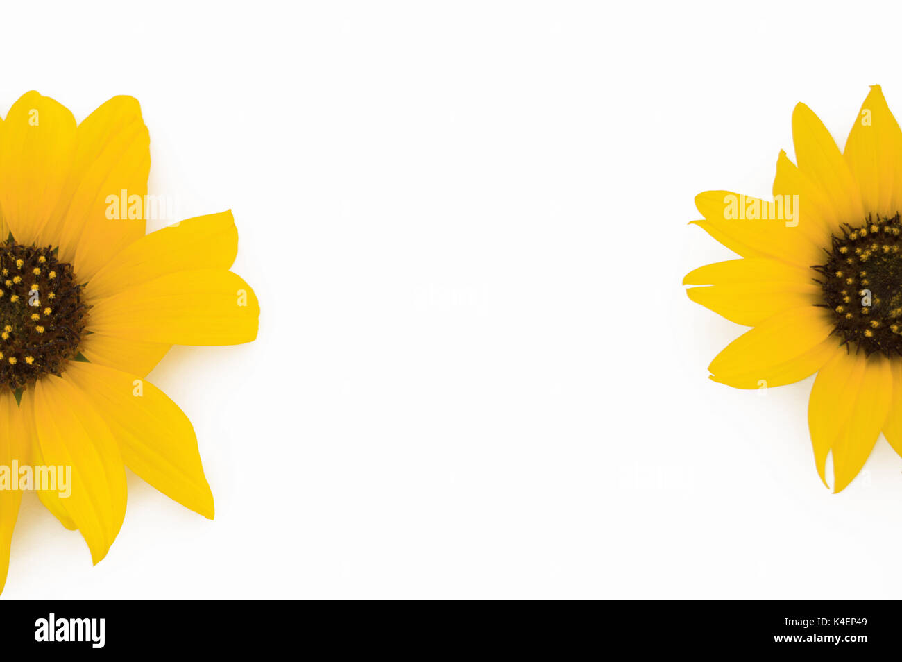 Two sunflowers on each side of a white background. Stock Photo