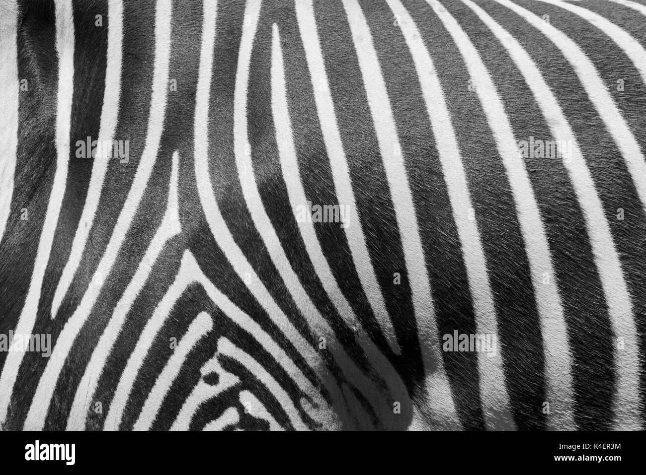 Black and white zebra pattern for background. Stock Photo