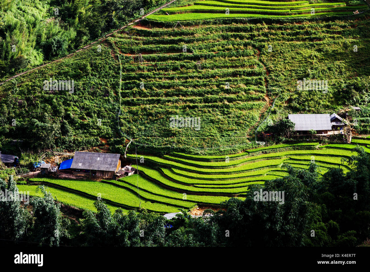 bright green rice fields during summer around Cat Cat village, Sa Pa ...