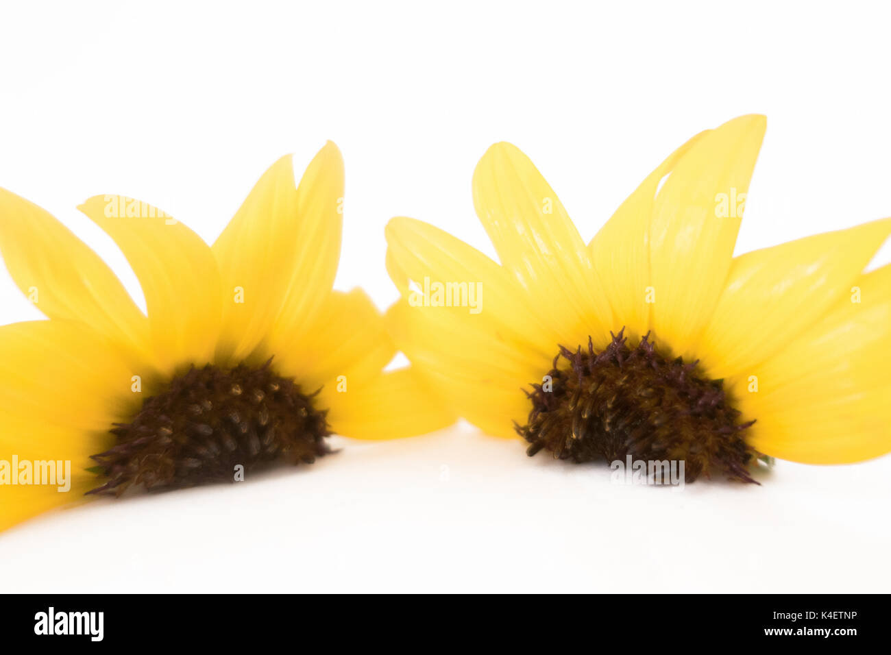 Two sunflowers halves on a white background. Stock Photo