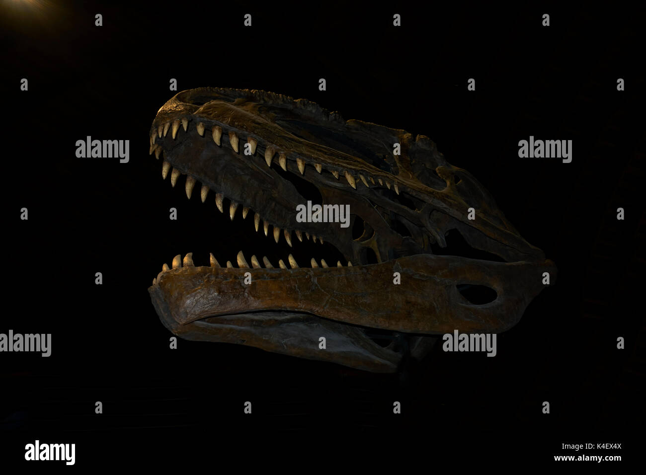 Reconstruction of the Tyrannosaurus rex skeleton against black background at Jurassic Museum of Asturias. Colunga. Spain. Stock Photo