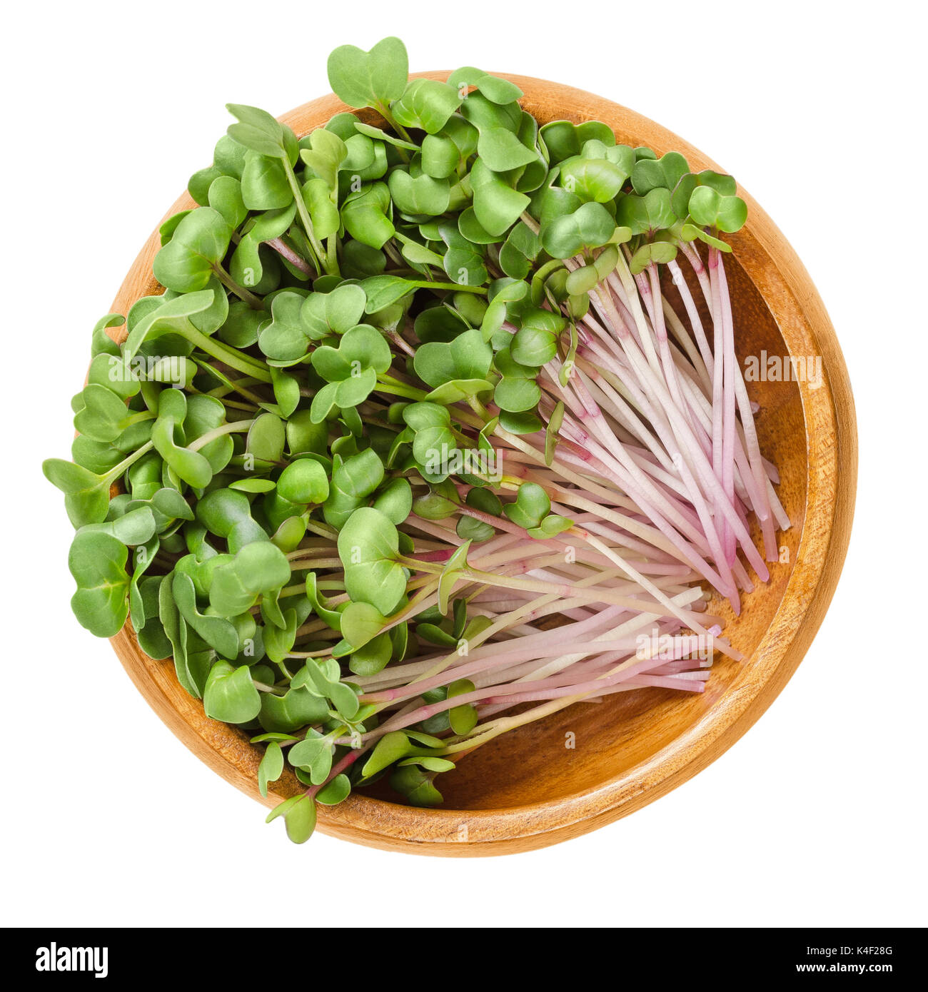 Red radish microgreens in wooden bowl. Cotyledons of Raphanus sativus, an edible root vegetable, mostly eaten raw. Young plants, seedlings and sprouts Stock Photo