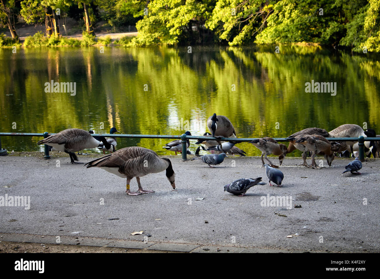 Ducks and pigeon are being fed by lake at at Spee'scher Graben (a park) in Dusseldorf. Stock Photo