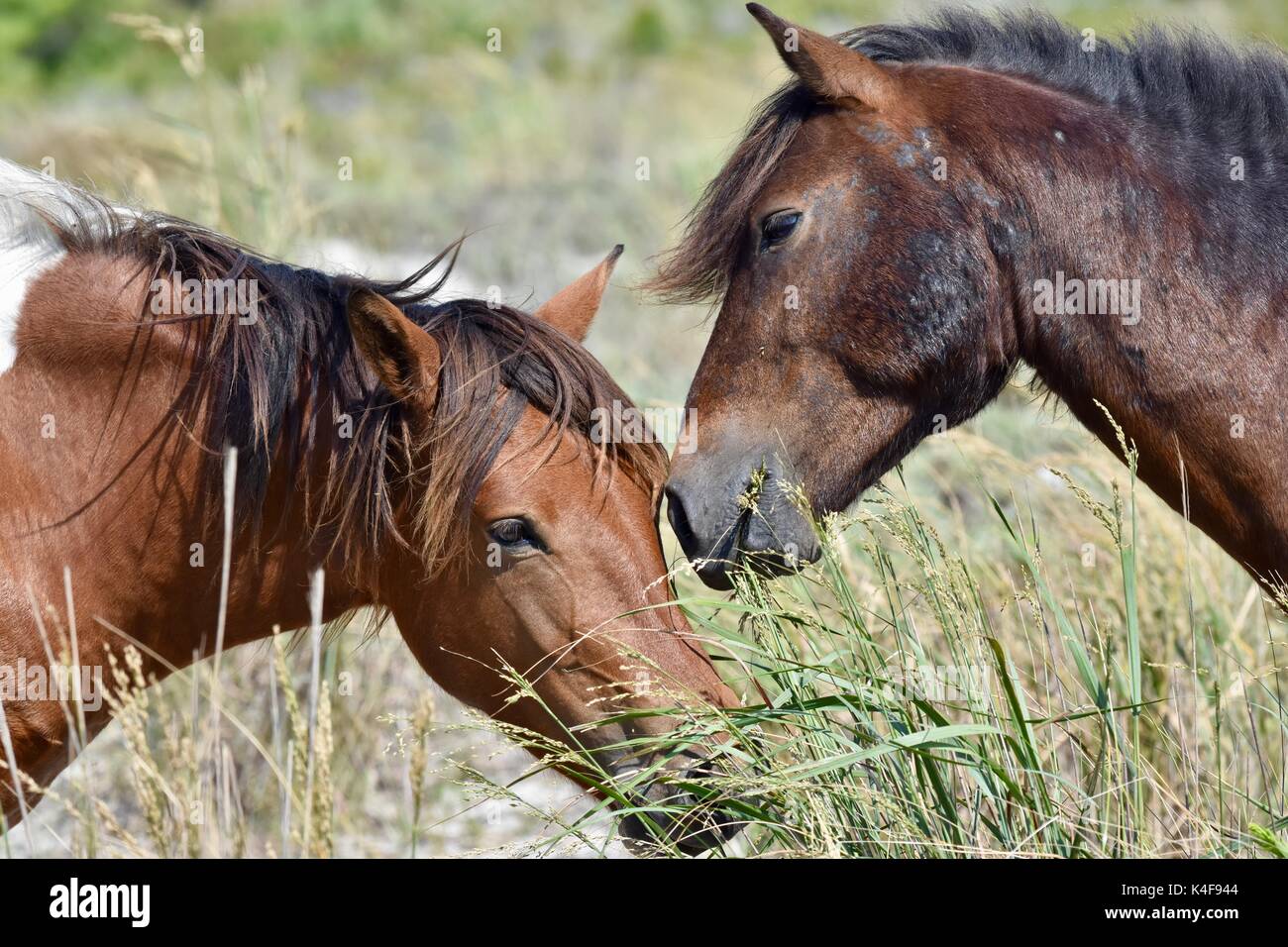 Wild horse (Equus ferus) at the Assateague island National seashore Stock Photo
