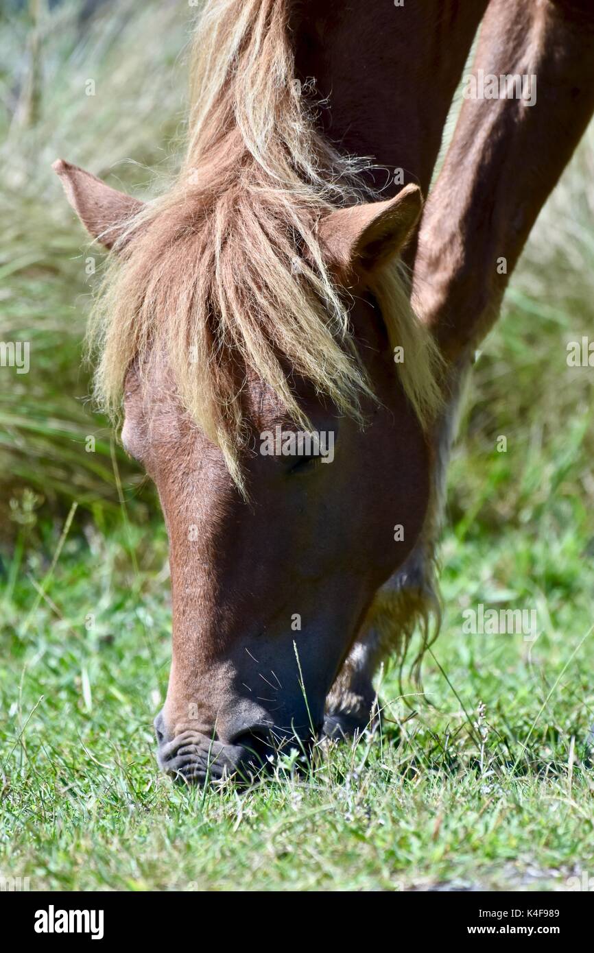 Wild horse (Equus ferus) at the Assateague island National seashore Stock Photo