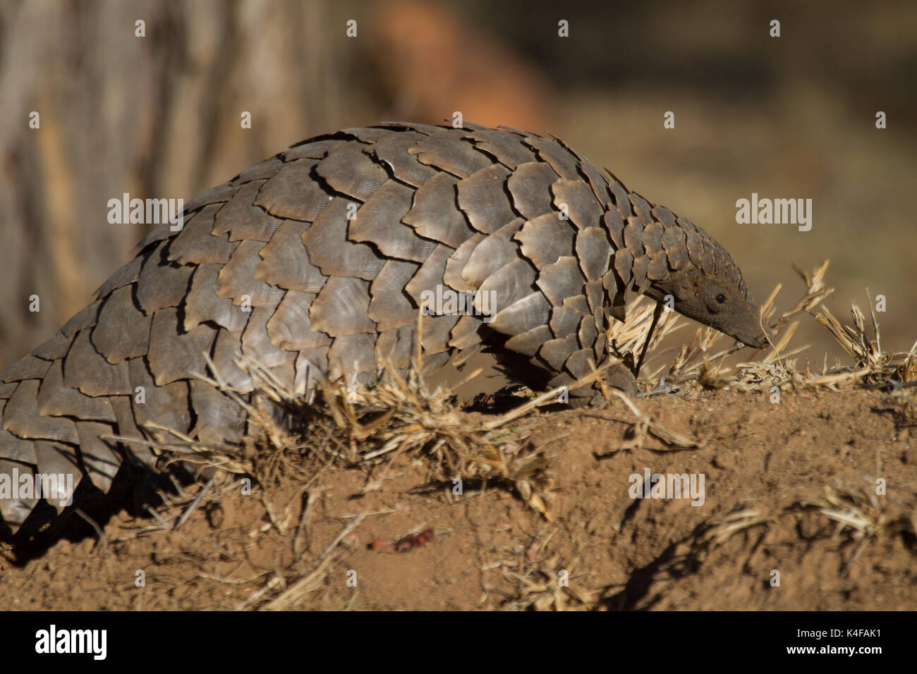 Illegal wildlife trade hi-res stock photography and images - Alamy