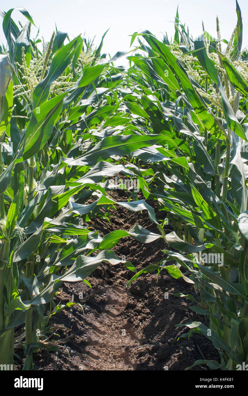 Growing sweet corn hires stock photography and images Alamy