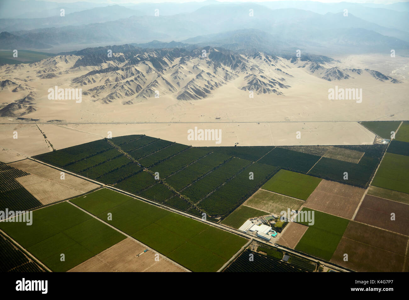 Huge plantation in the desert on the outskirts of Ica, Peru, South America - aerial Stock Photo