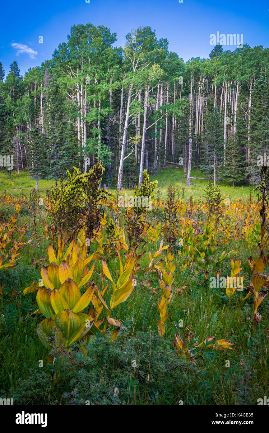 The Pecos Wilderness is a protected wilderness area within the Santa Fe National Forest and Carson National Forest. Stock Photo