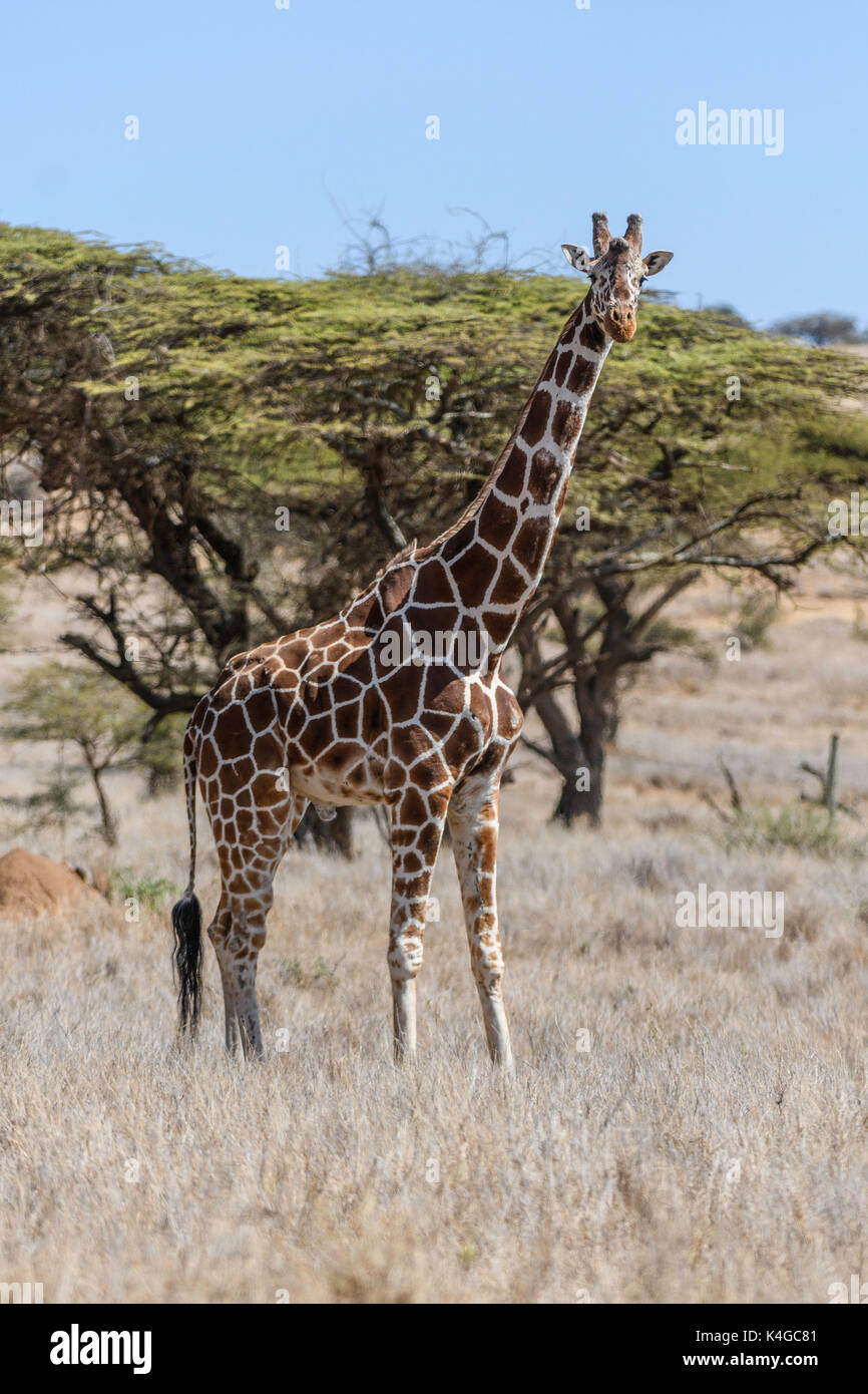 reticulated giraffe, Lewa Wildlife Conservancy, Kenya Stock Photo