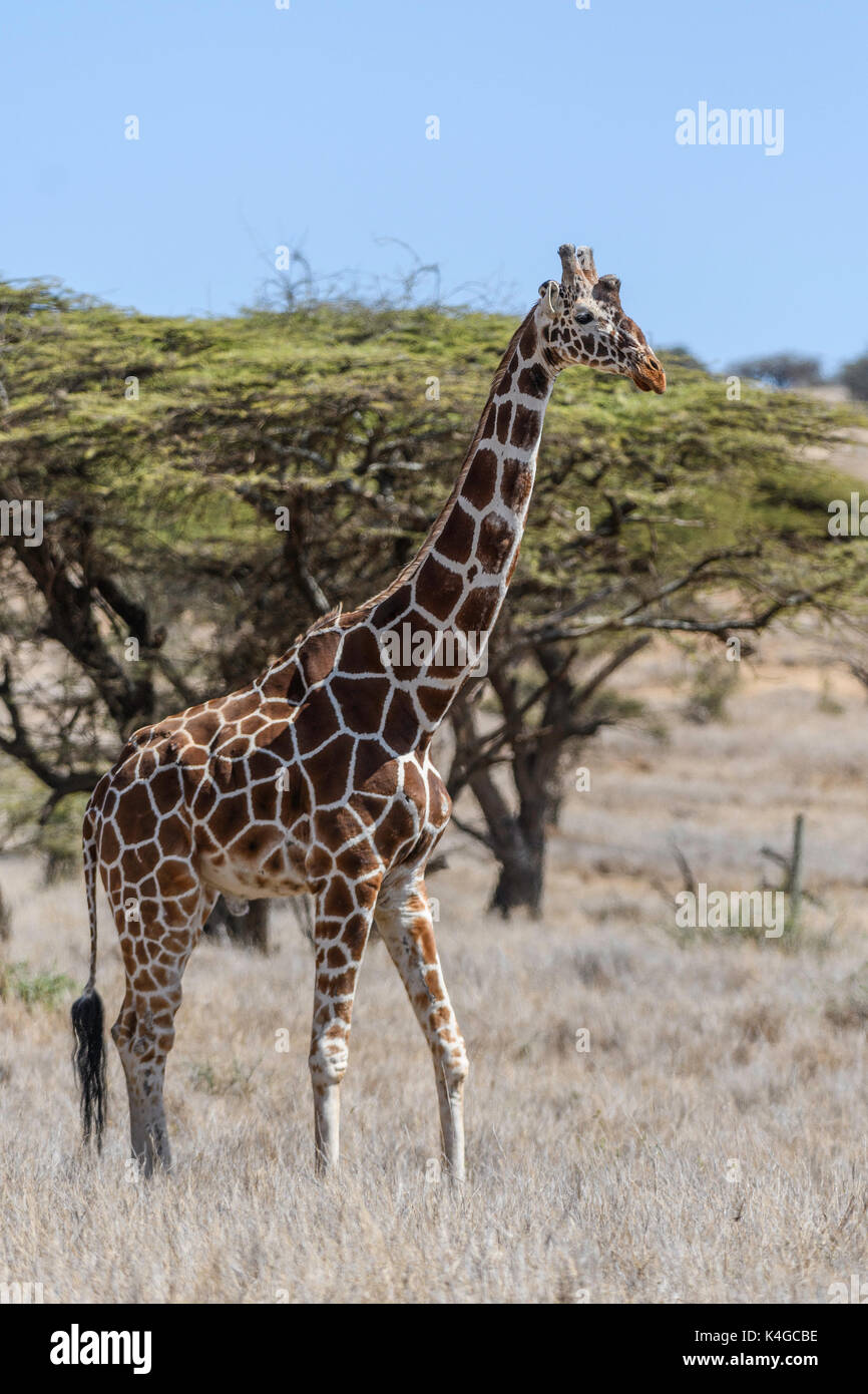 reticulated giraffe, Lewa Wildlife Conservancy, Kenya Stock Photo