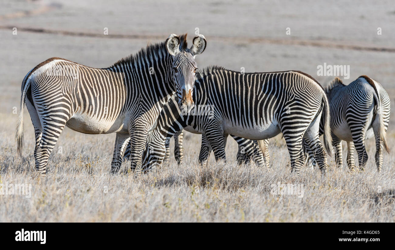 Endangered Grevy Zebra Herd, Lewa Conservancy, Kenya Stock Photo