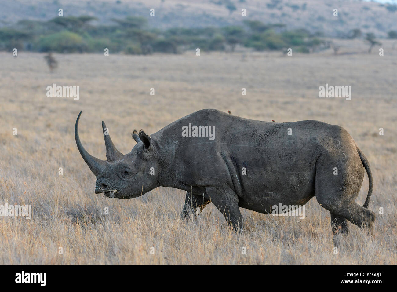 Endangered Black rhinoceros, Lewa Conservancy, Kenya Stock Photo