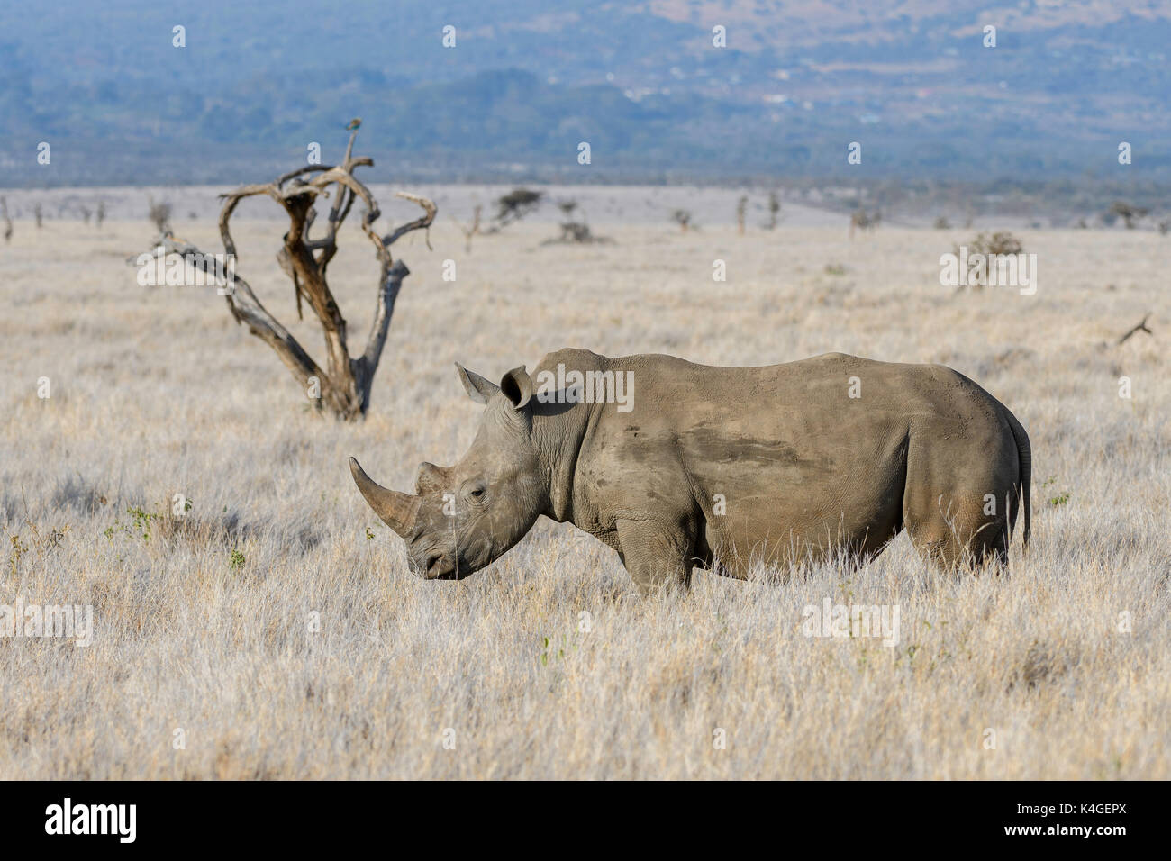 Southern White Rhinoceros, Lewa Wildlife Conservancy, Kenya Stock Photo