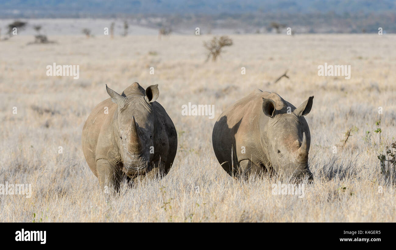 Southern White Rhinoceros, Lewa Wildlife Conservancy, Kenya Stock Photo