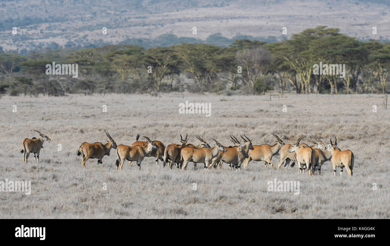 Herd of ELan, Lewa Wildlife Conservancy, Kenya Stock Photo
