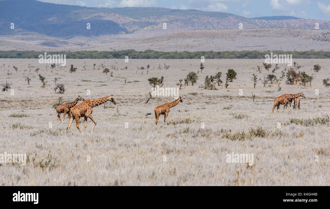 Endangered reticulated giraffes, Lewa Wildlife Conservancy, Kenya Stock