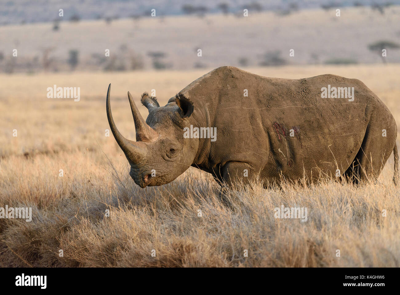 Endangered Black rhinoceros, Lewa Conservancy, Kenya Stock Photo