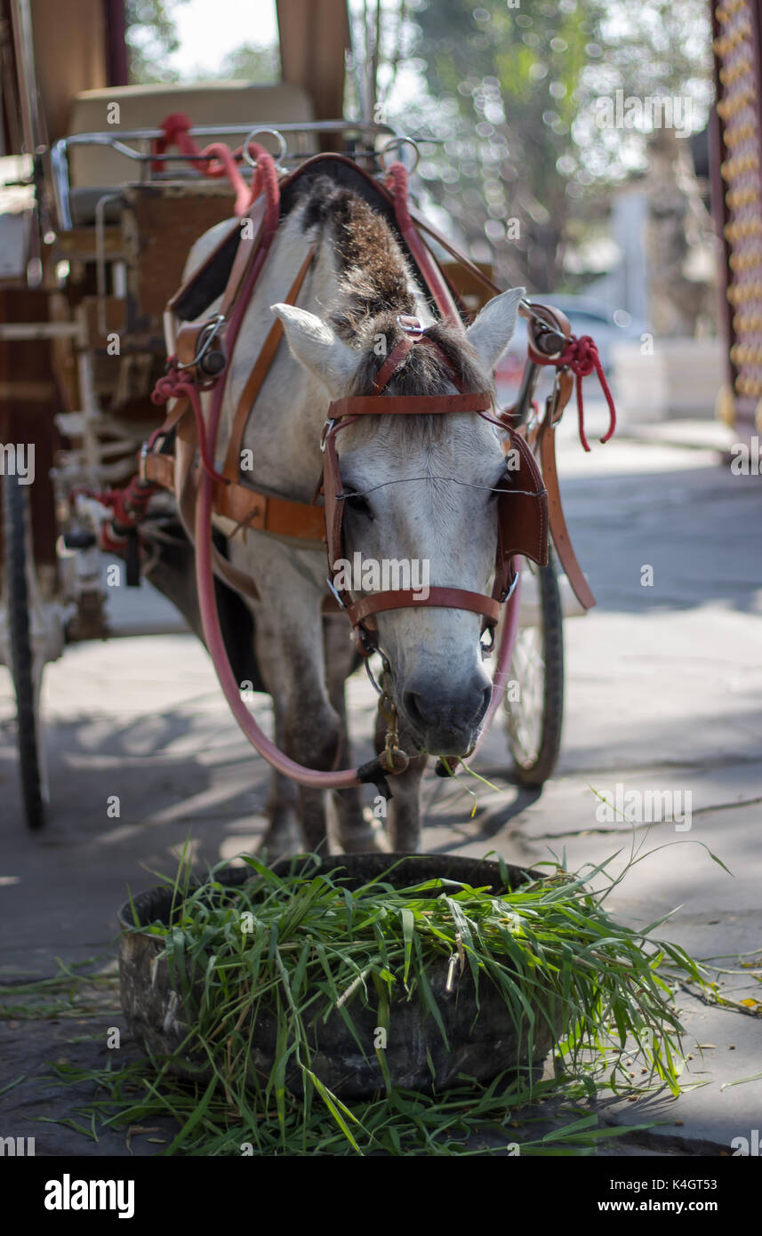 Seat horse drawn carriage hires stock photography and images Alamy