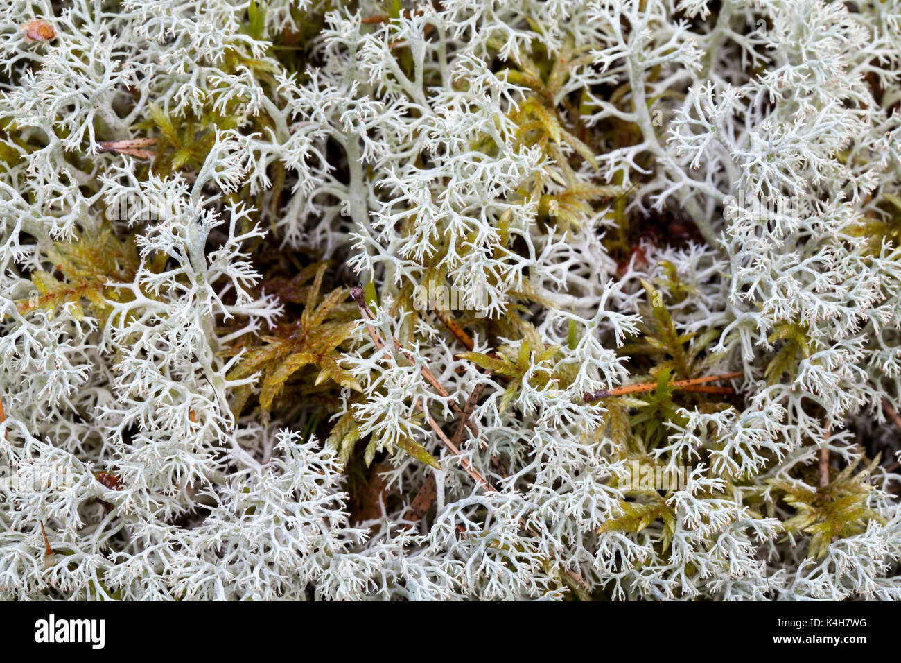 Cup lichen (Cladonia arbuscula) Stock Photo